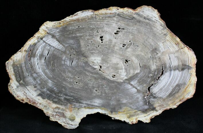 Petrified Wood (Tropical Hardwood) Slab - Indonesia #28240